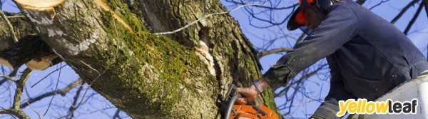 London Tree Specialist