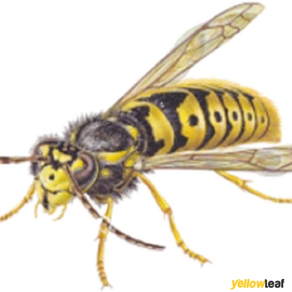 Countrywide Pest Control - Basingstoke