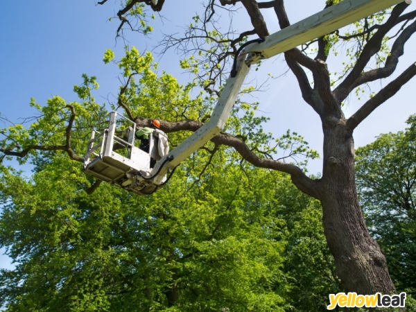 North London Tree Surgeons