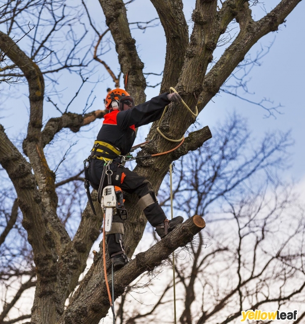 Utopia Tree Care