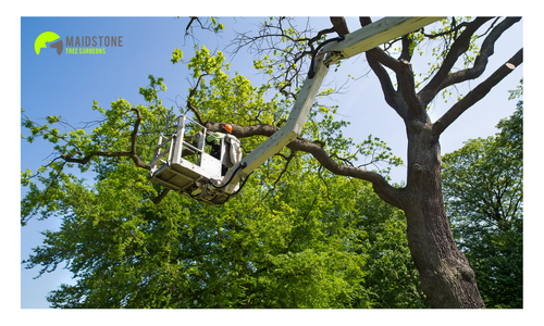 Maidstone Tree Surgeons Ltd  - Tree Surgeon in Maidstone