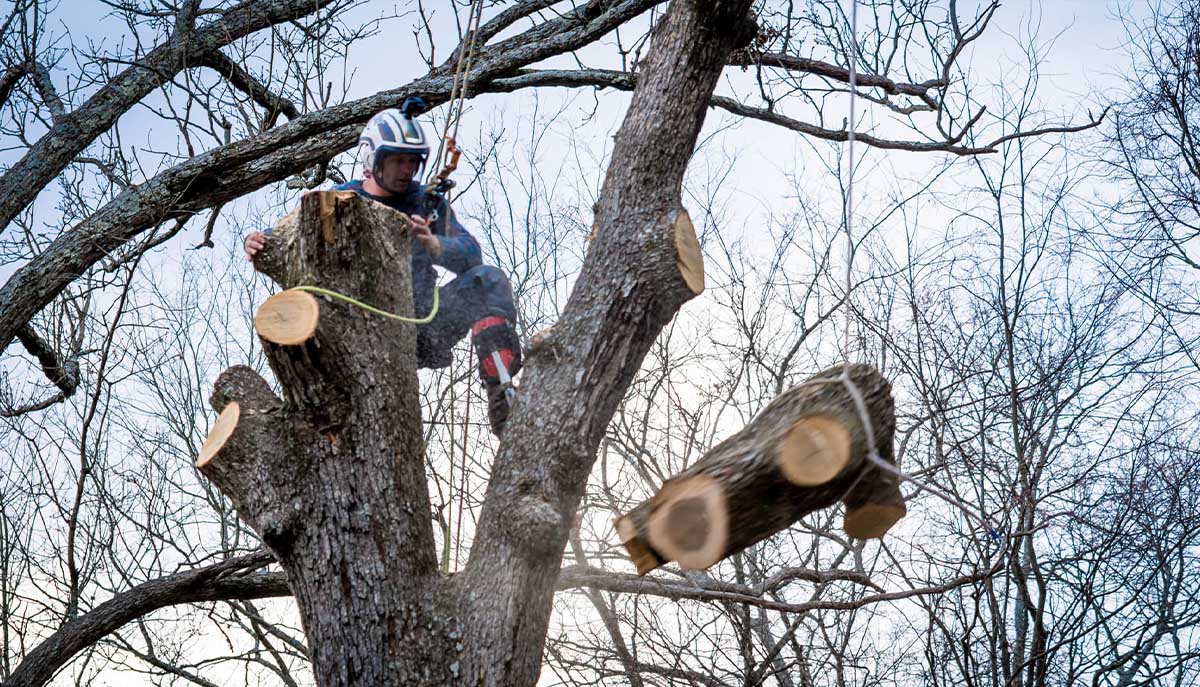 Rotherham Tree Services