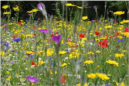 Wildflower Seeds Online