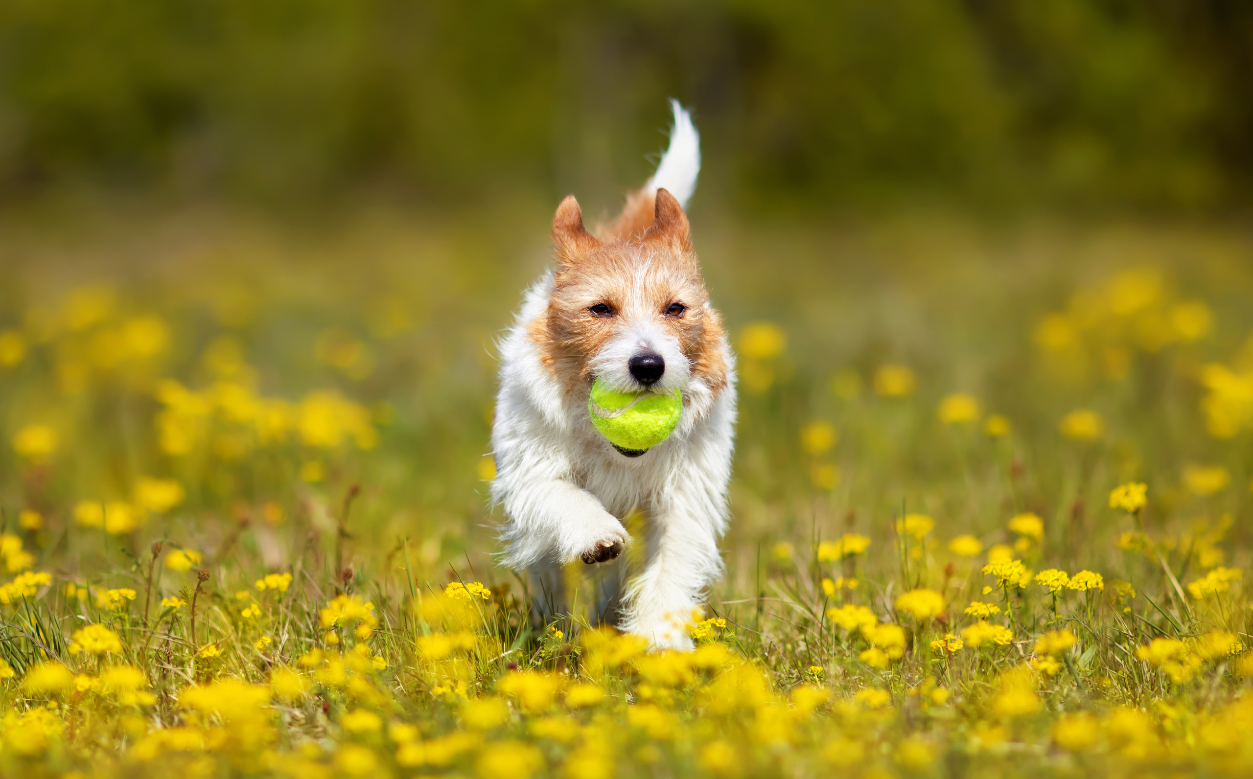 Gorsley Dog Walks