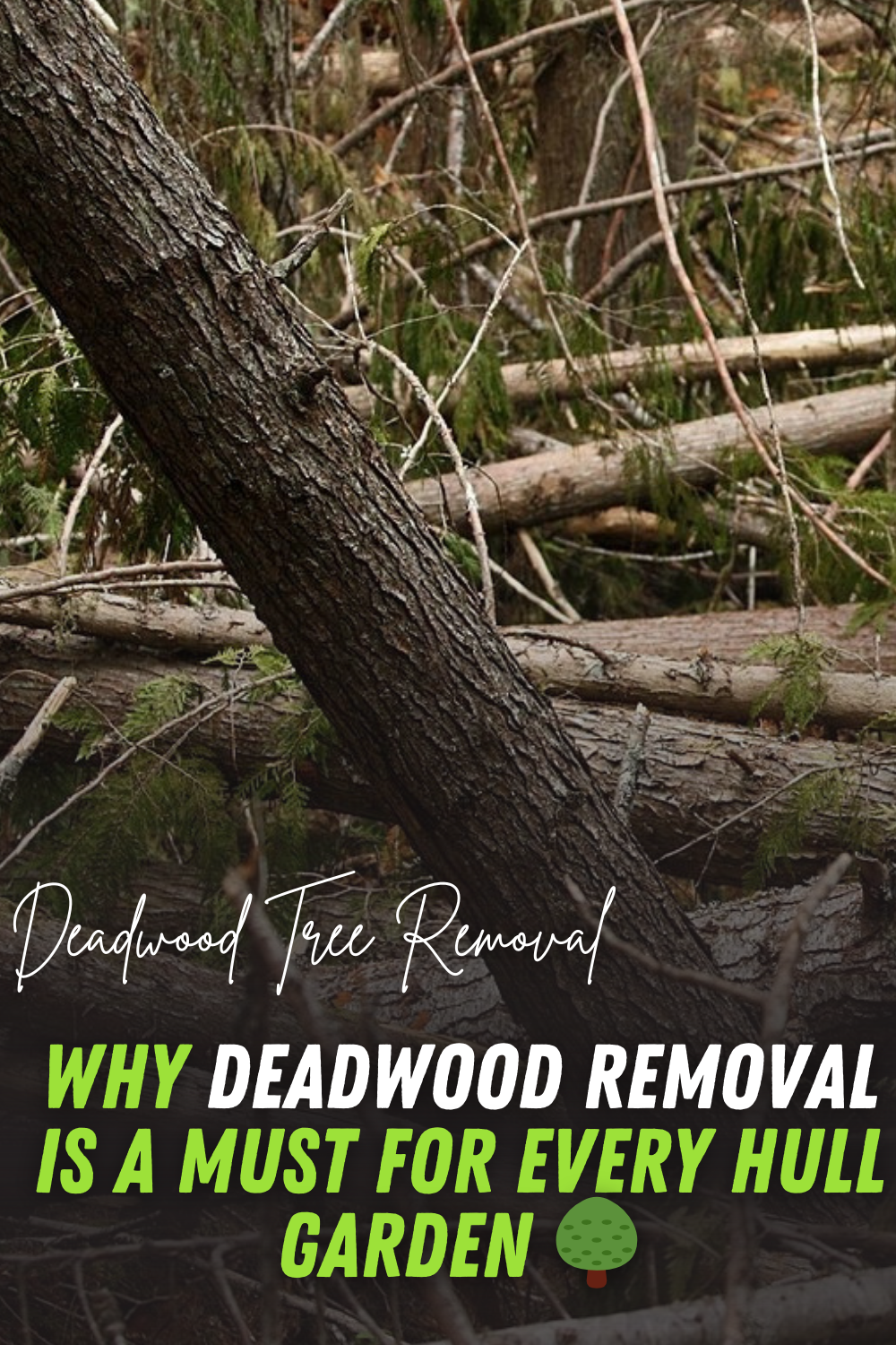 Hull Tree Surgeon