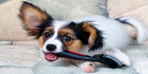 Appy Paws | Dog Grooming