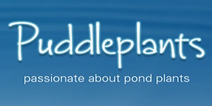 Puddleplants - Pond Plants