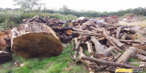 Firewood Logs